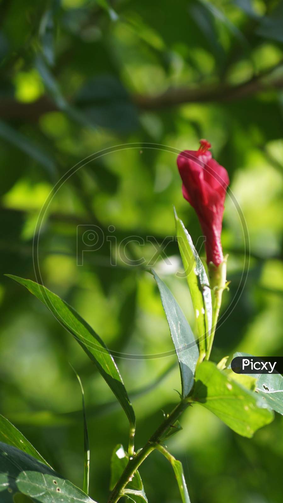 Photograph of a red colored flower is taken on top of its leaf.