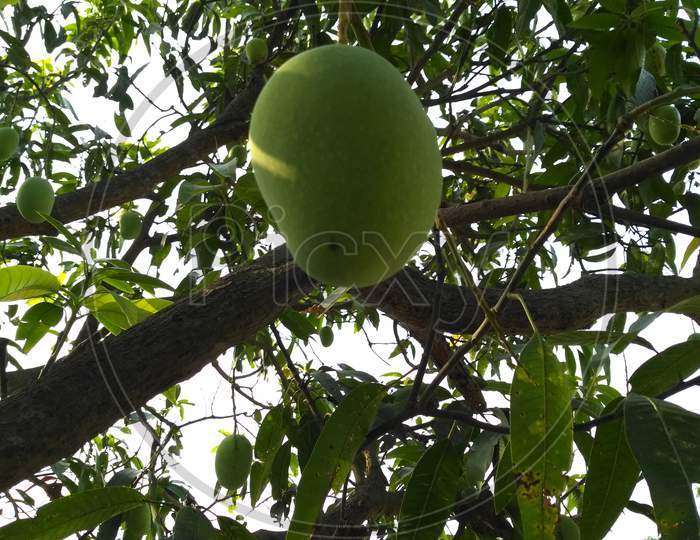 Mango is hanging on the mango tree