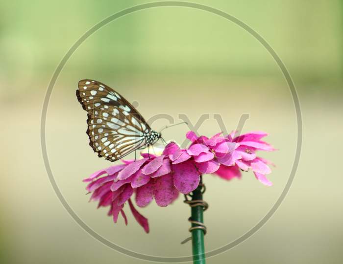beautiful butterfly sitting on the pink flower