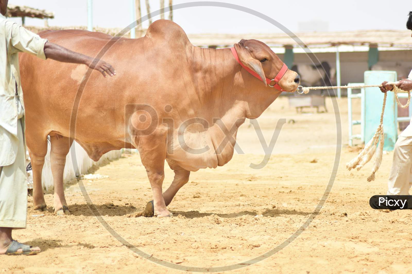 A Man pulling Brown Bull in Cattle Farm