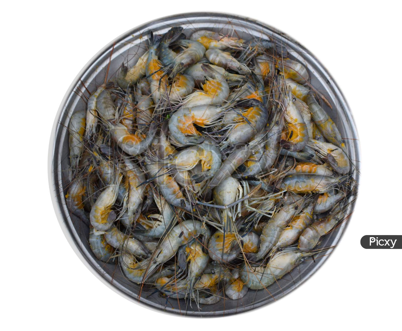 Traditional Prawn River Fish With White Background