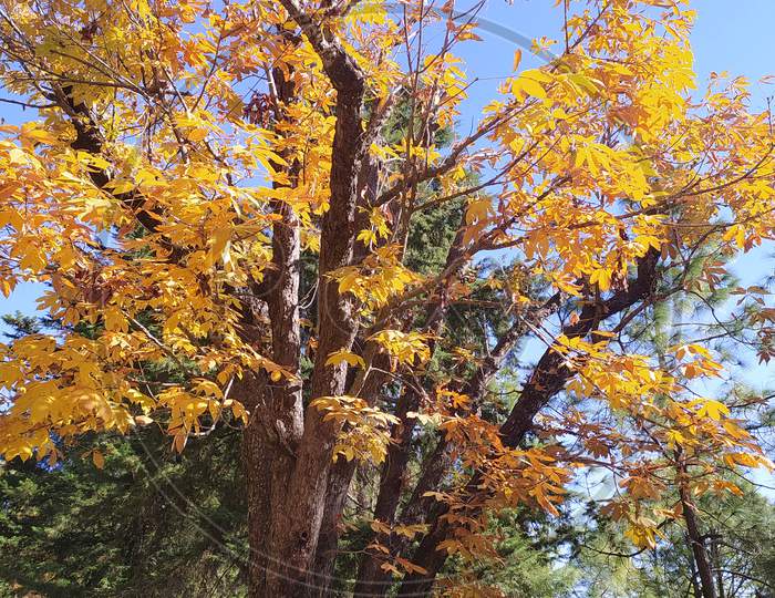 Colorful Leaves, Tree, Kumaon
