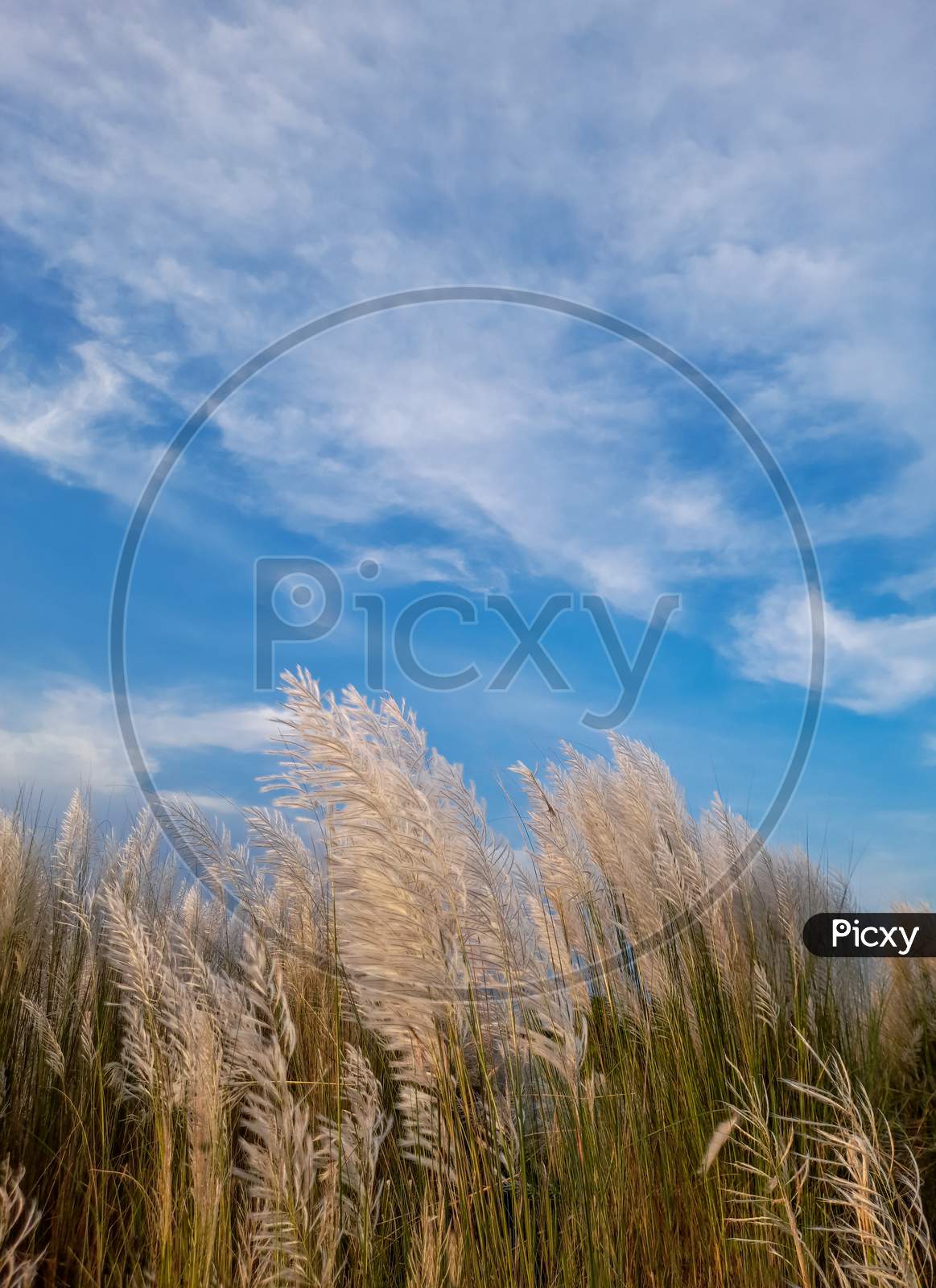 Kash Phool Or Saccharum Spontaneum With Sky And Clouds, Also Known As Kans Grass, Wild Sugarcane