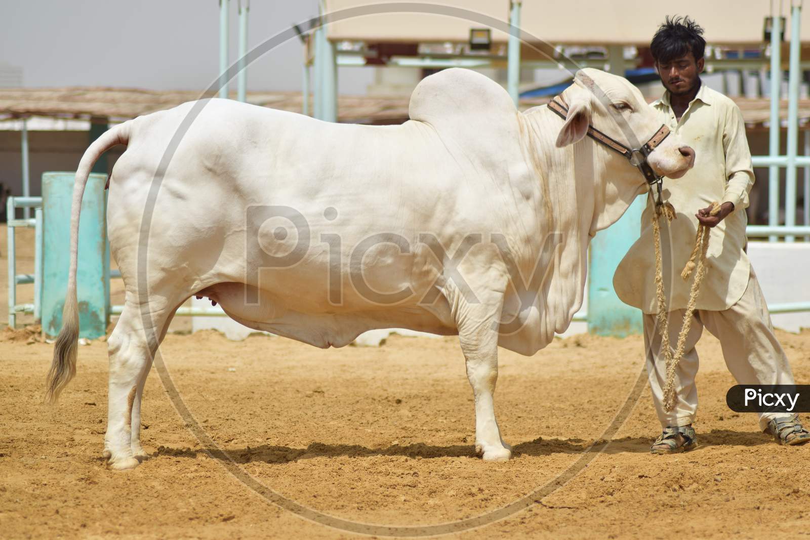 A Man with White Bull in Cattle Farm