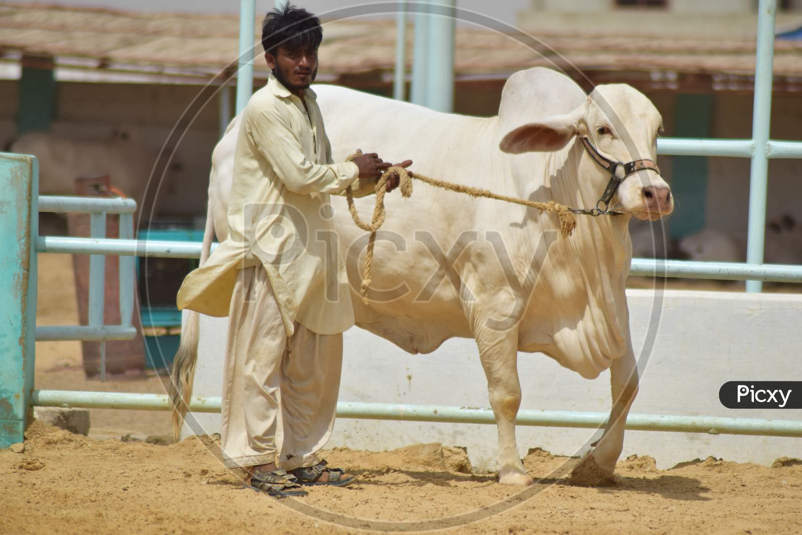 A Man with a White Bull in the Cattle Farm