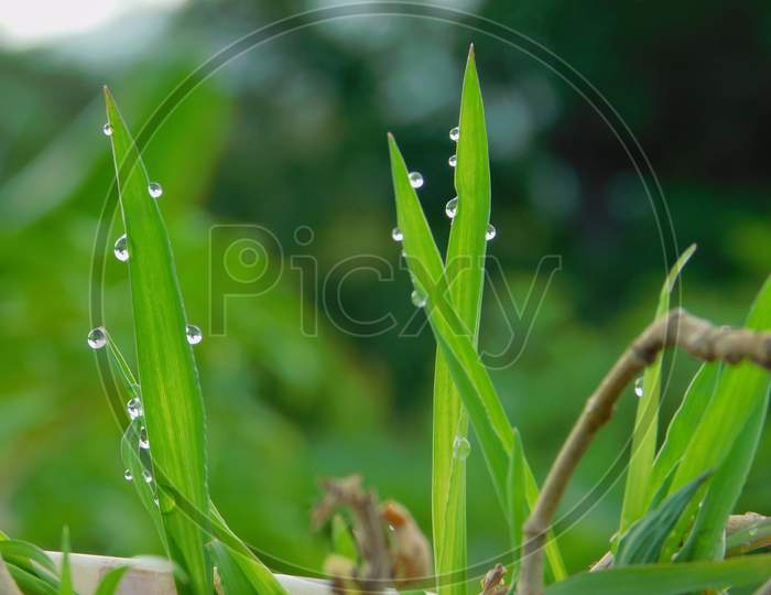 Close-up click of grass and water drops.