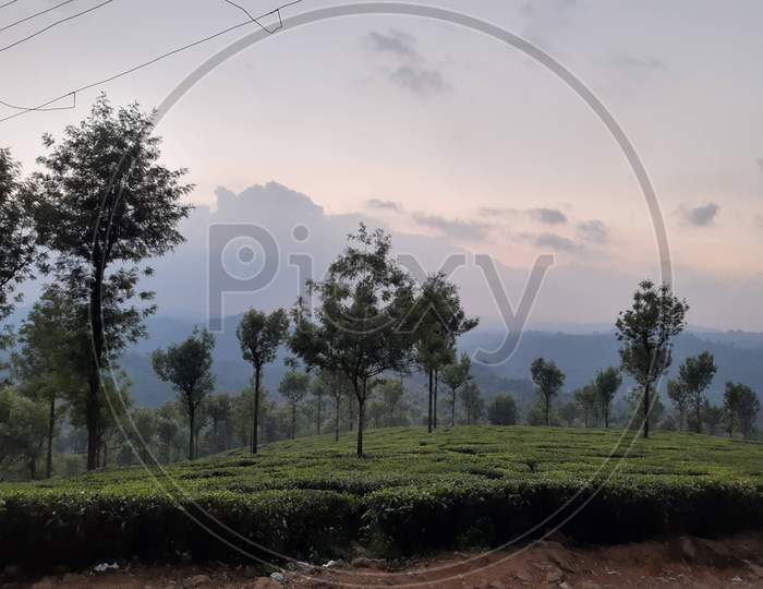 View from a small tea shop in a Tea estate