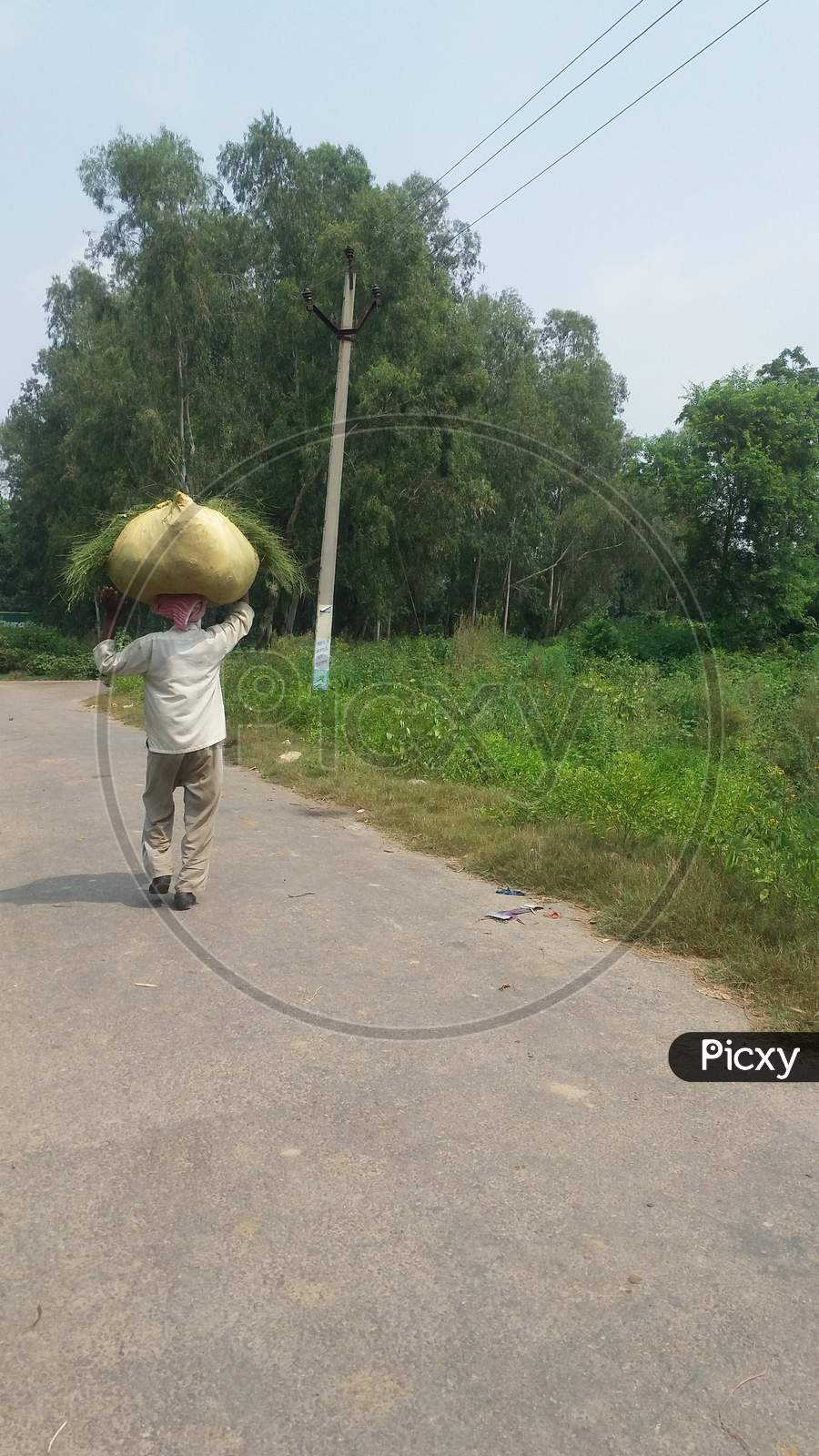 Farmer in village walking on road to take grass for his animals
