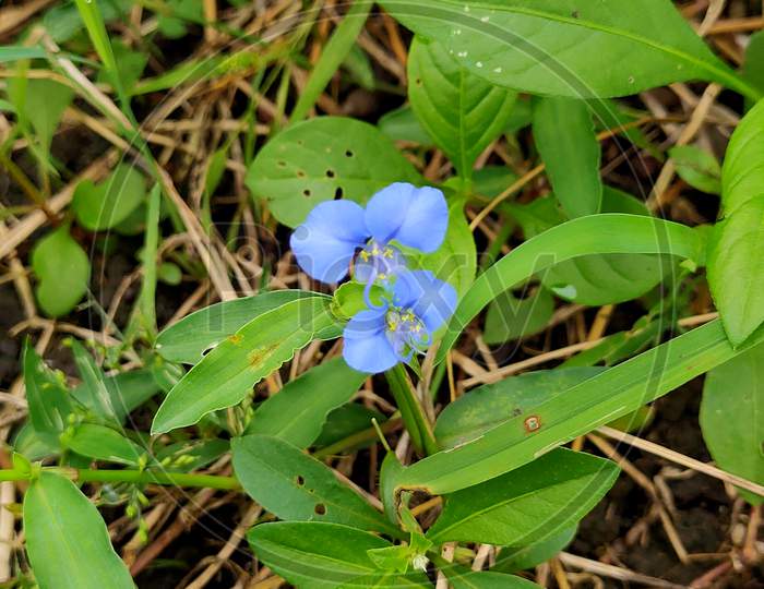 Tiny blue flowers in a farm