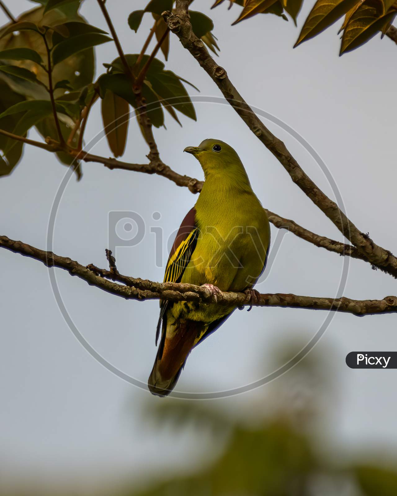 Grey-Fronted Green Pigeon On A Perch