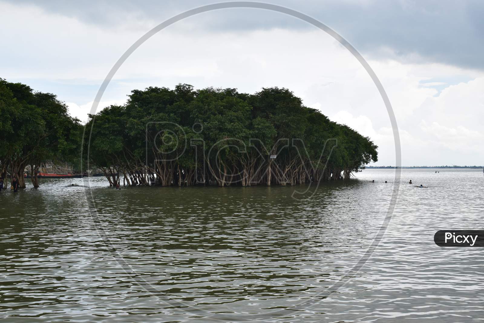 Mangroves On The River Water,Mangrove Trees In Asia
