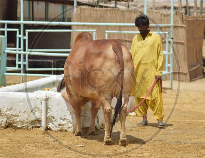Cow Drinking Water in a Modern Dairy & Cattle Farm