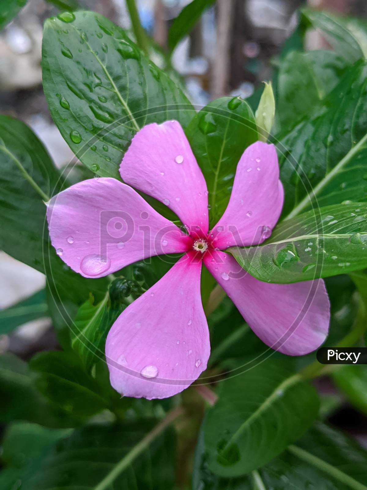 Pink periwinkle Flower,macro