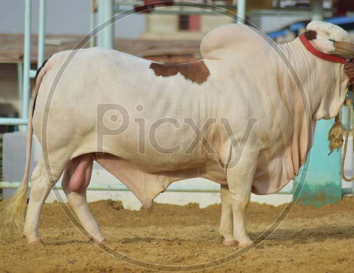 A Bull in the Cattle Farm