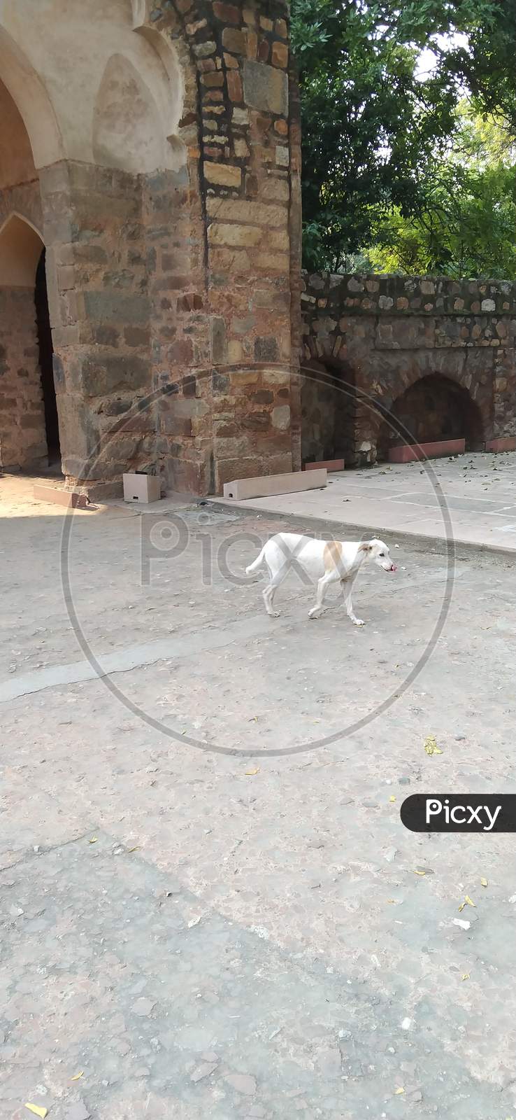Hot weather, thirsty dog inside a monument floor