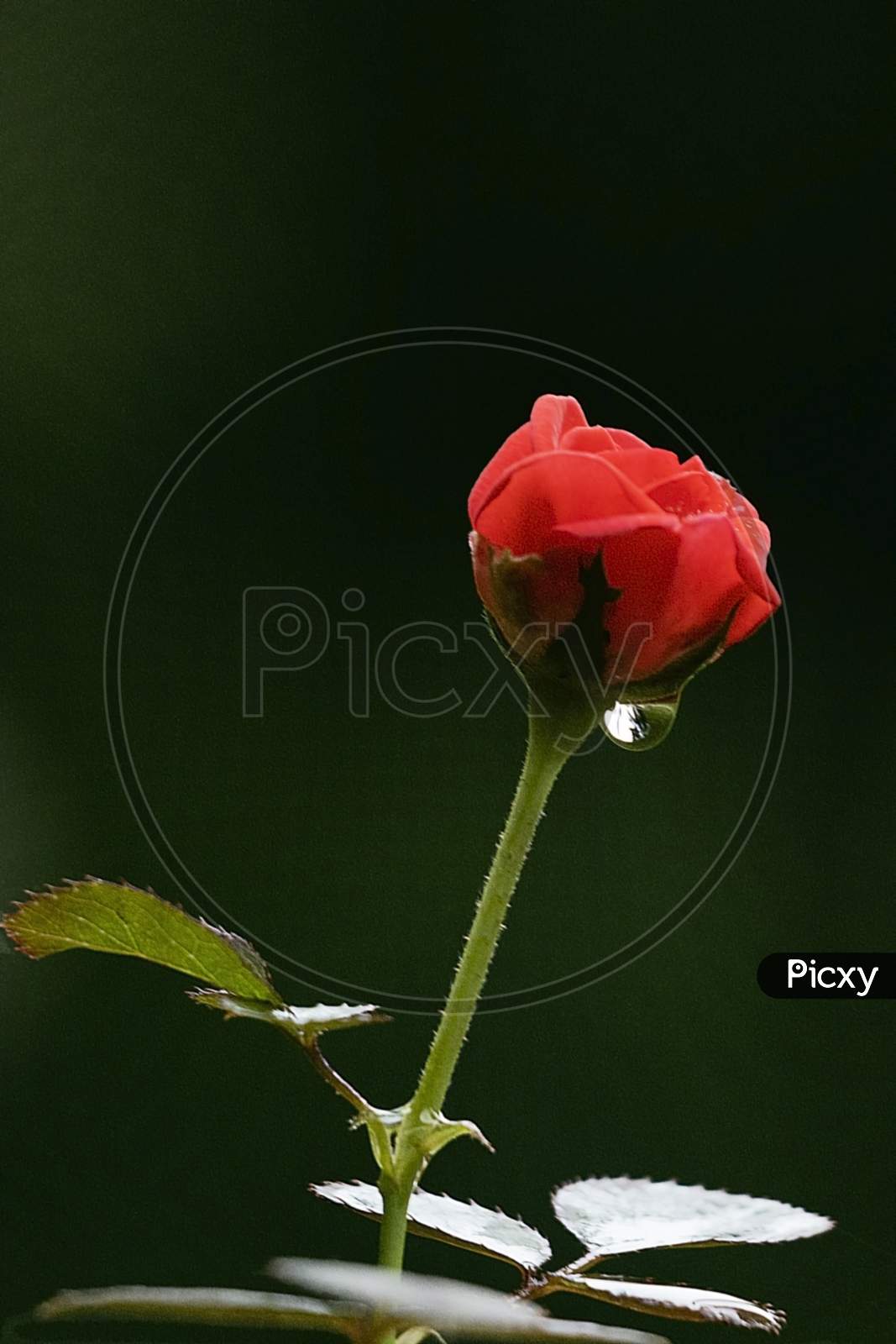 A Rose Bud And The Raindrop