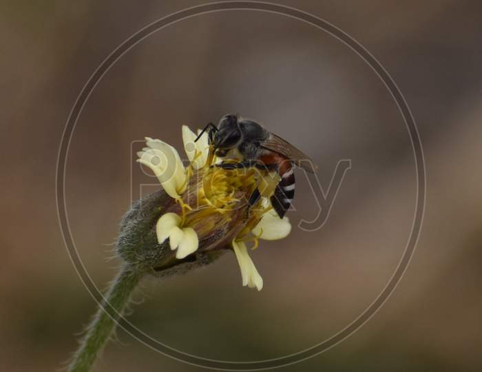 Honeybee (microphotography)