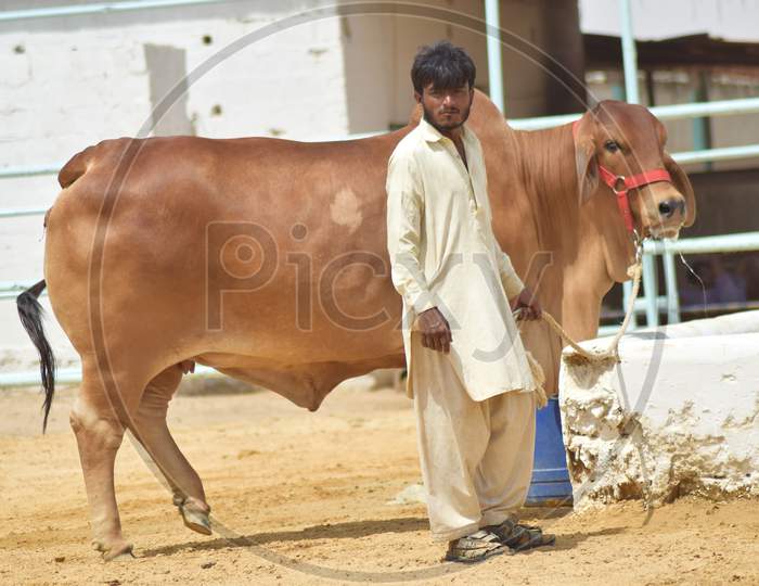 A Man with Brown Bull in Cattle Farm