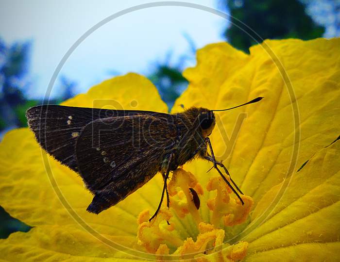 Focus to butterfly,macro photo