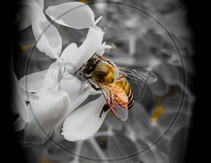Honeybee sucking photography