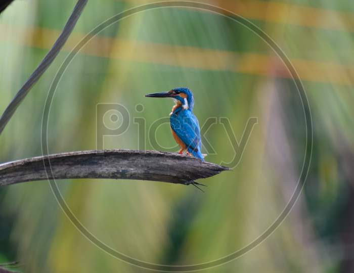 Kingfisher bird sitting on a branch of tree.