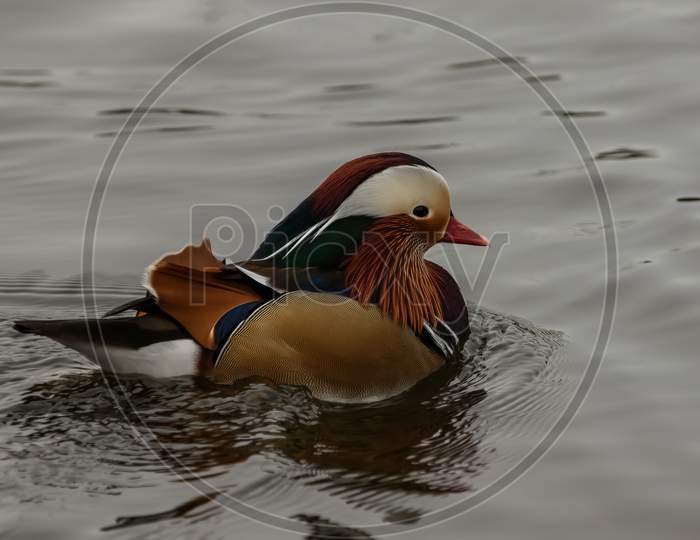 Mandarin Duck, Aix Galericulata, swimming on grey lake