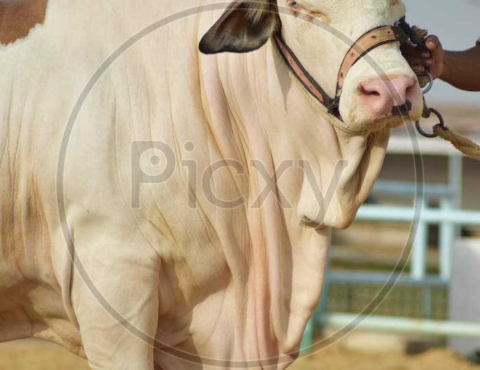 A White Bull in the Cattle Farm