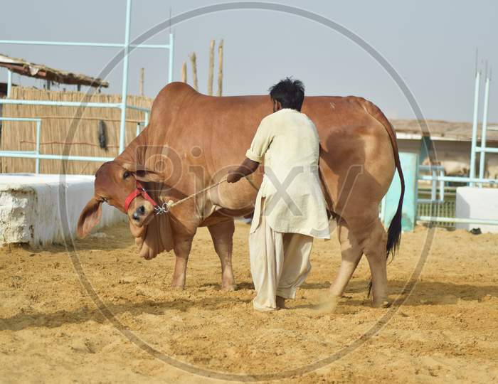 A Man pulling a Bull in the Cattle Farm
