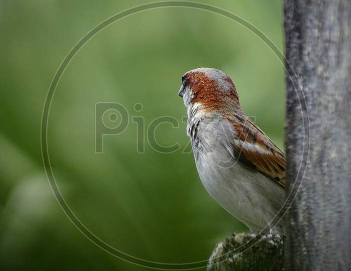 Sparrow, House sparrow
