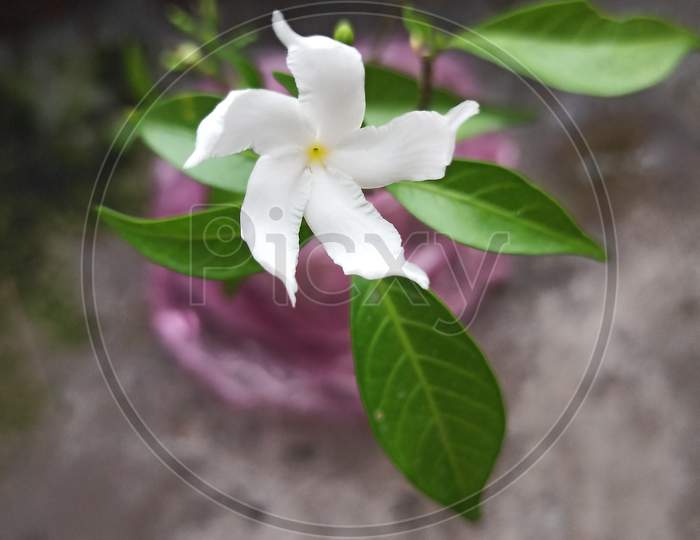 Tabernaemontana divaricata( crape jasmine)  fed in the garden