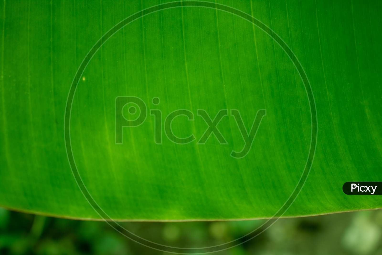 Natural Green Leaf Background. Picture Of Green Banana Leaves. Which Can Be Used As A Background Or Texture.