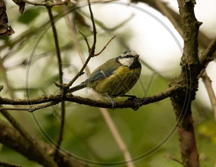 Cute Blue Tit, Cyanistes Caeruleus, Perched On Branch Looking Towards Right
