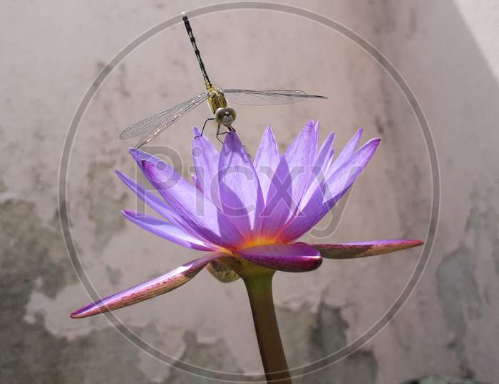 Dragonfly sitting on the flower