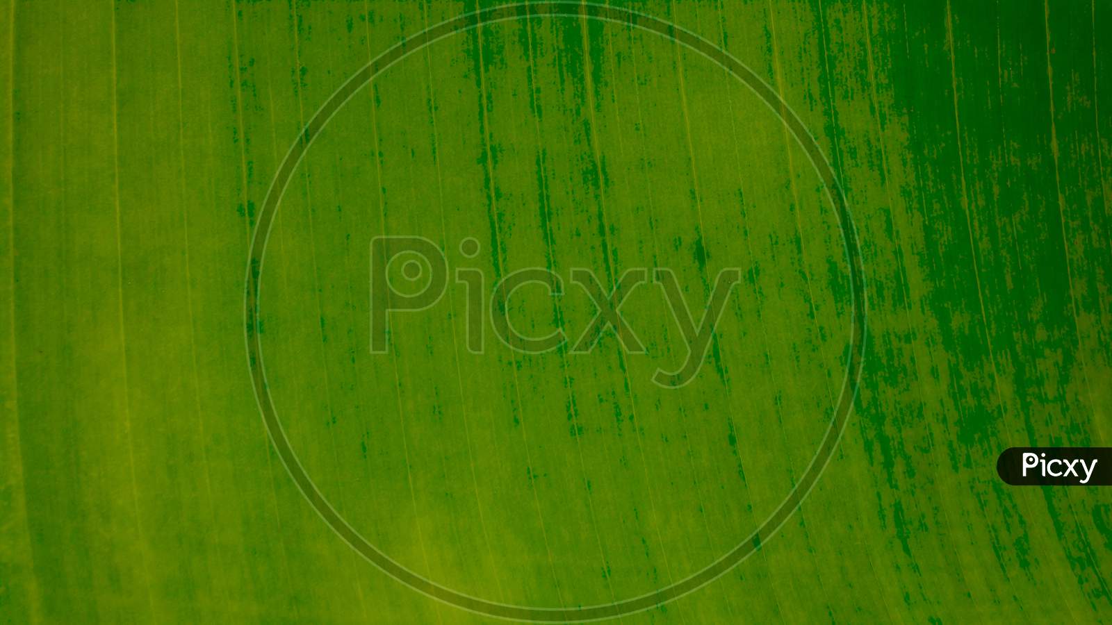Natural Green Leaf Background. Picture Of Green Banana Leaves. Which Can Be Used As A Background Or Texture.