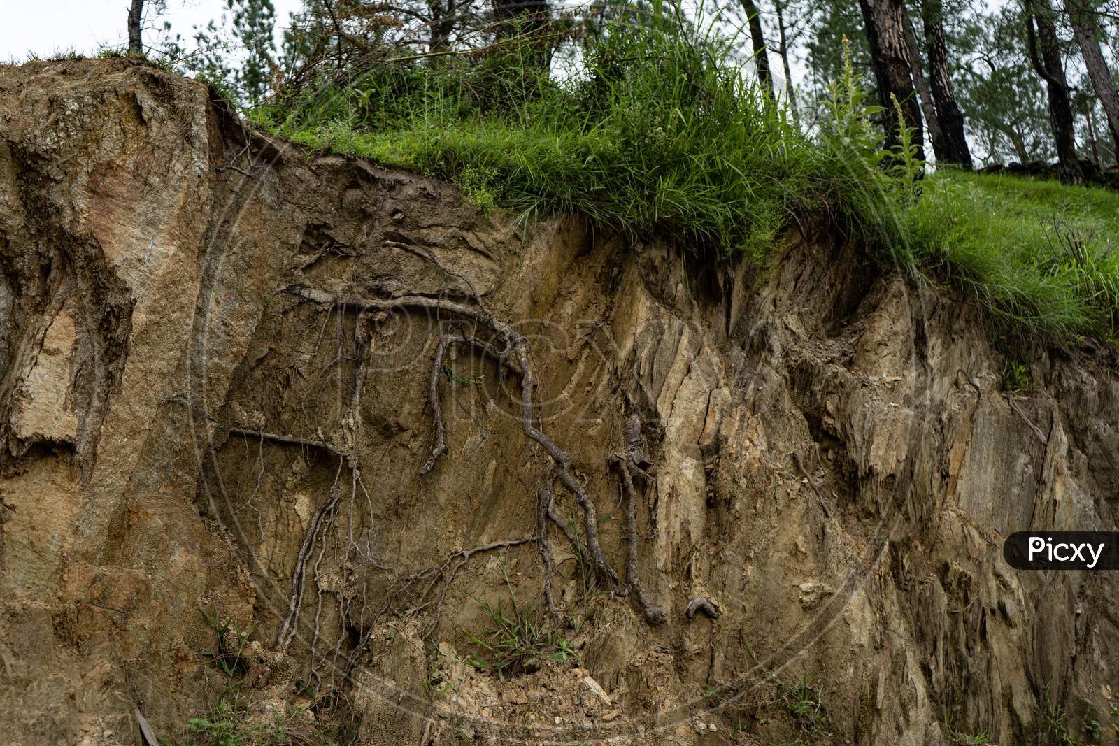 Roots Of Trees Showing Under The Soil In A Hill Area