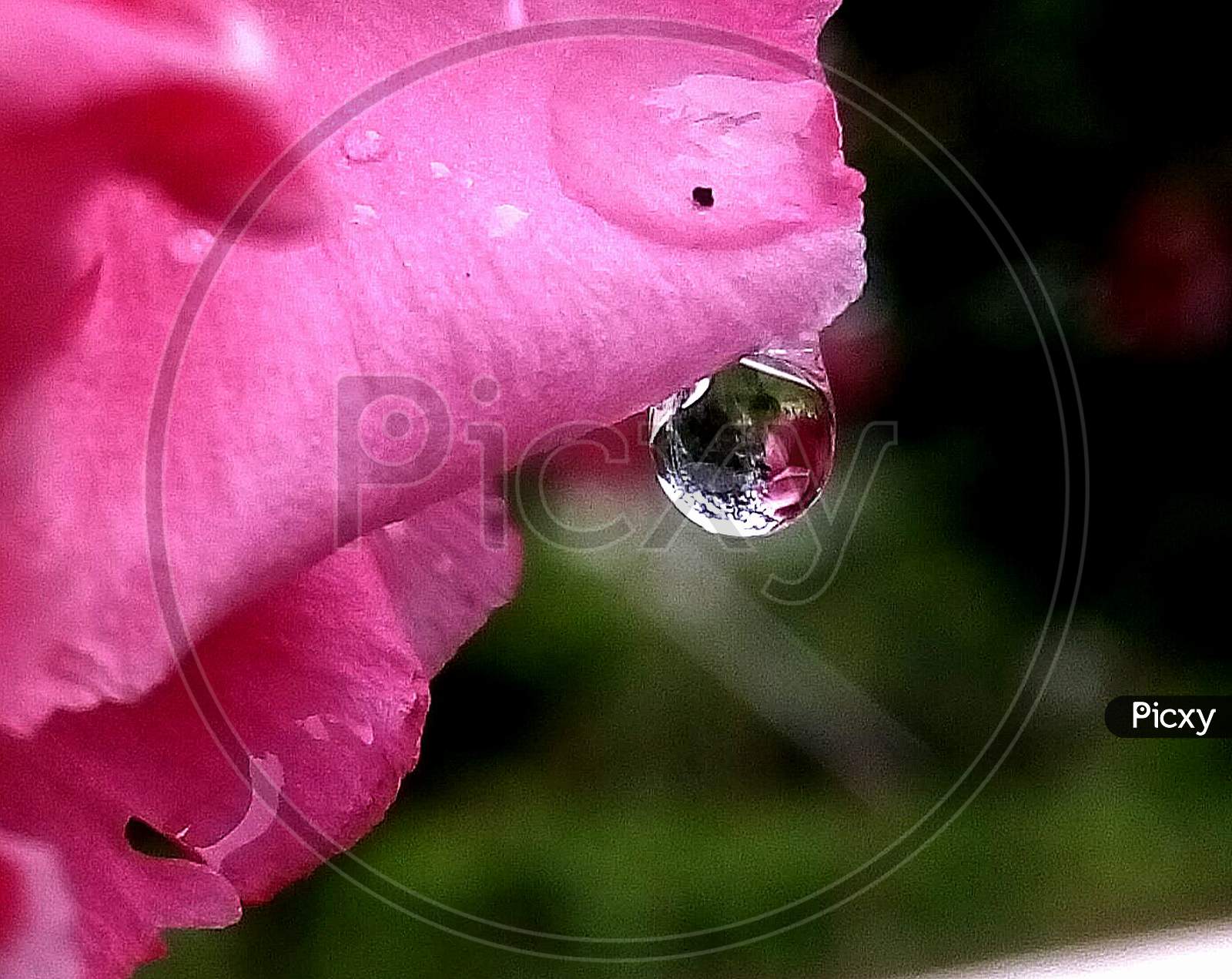 Macro Shot of a Water Drop After The Rains