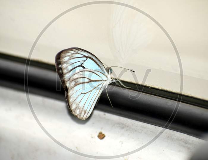 Beautiful Picture Of Lite Blue Butterfly