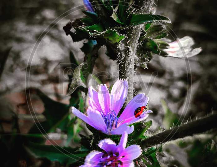 Flower, purple