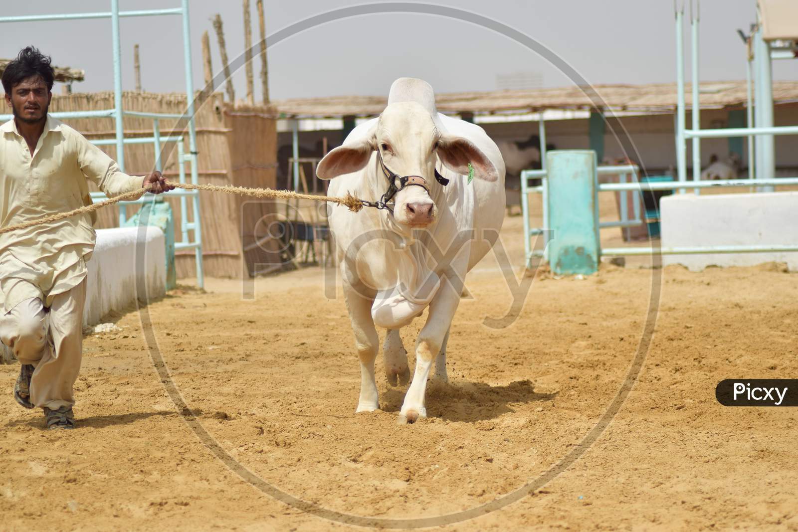 A Man pulling White Bull in Cattle Farm