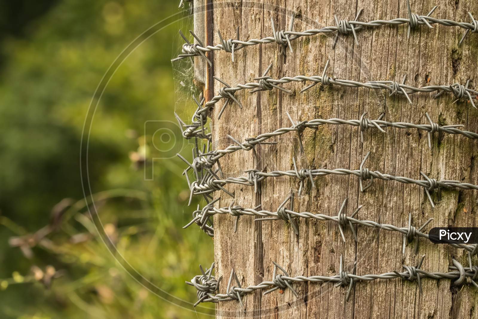 Barbed Wire Wrapped Around Rural Wooden Post In Countryside. Concept Of Protection And Security.