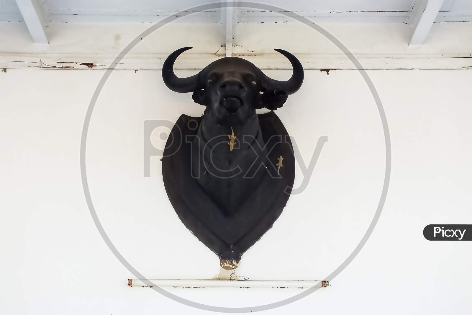 Buffalo head is kept in the kings palace