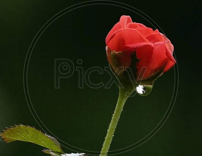 A Rose Bud And The Raindrop
