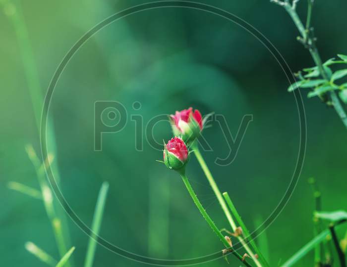 Red Rose Buds In Green