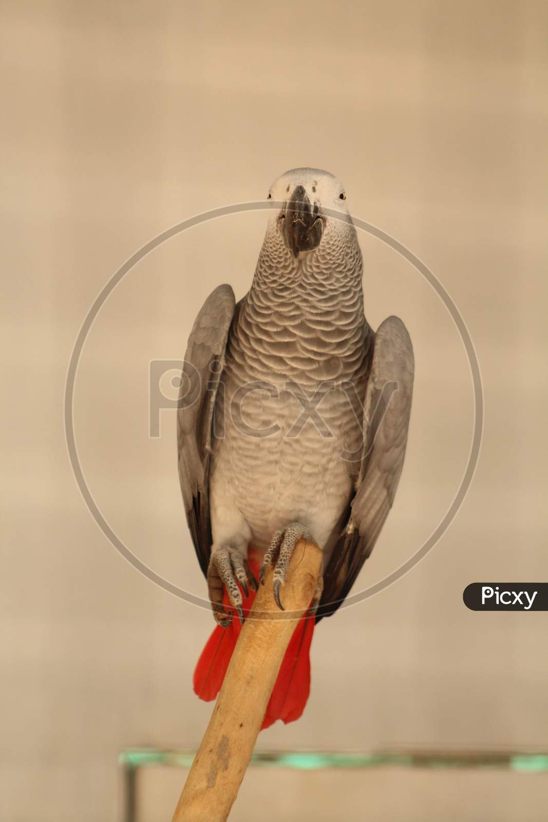 African grey parrot sitting on the trunk