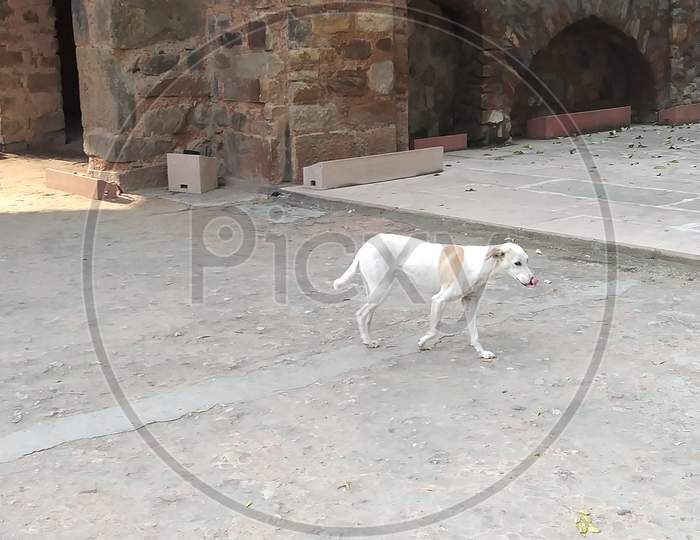 Hot weather, thirsty dog inside a monument floor
