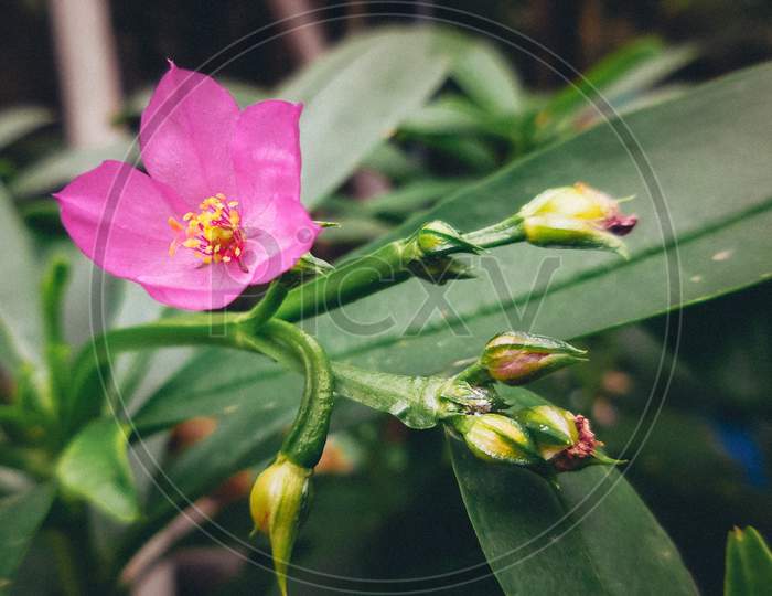 Pink Flower With Green Leaves Summer garden