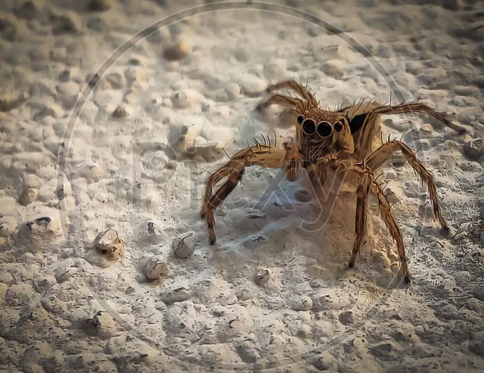 Macro of a spider