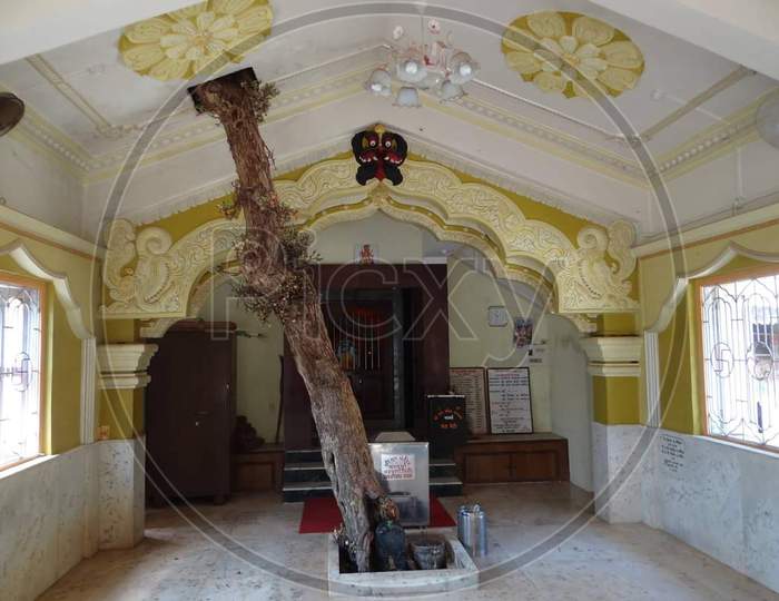Tree inside temple