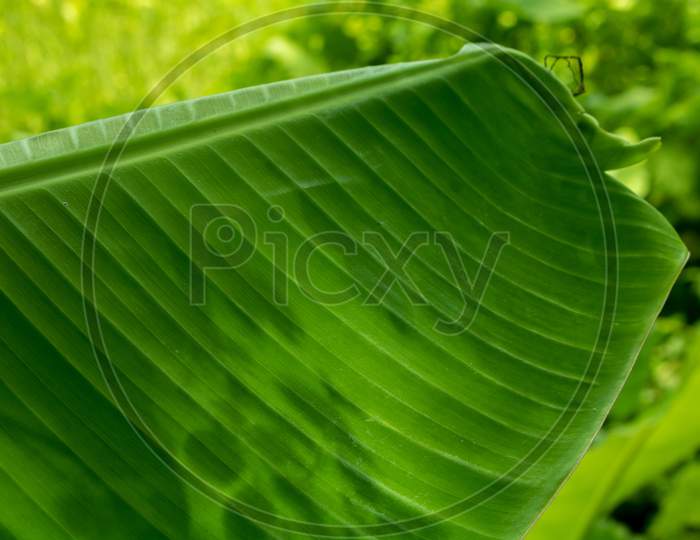 Natural Green Leaf Background. Picture Of Green Banana Leaves.