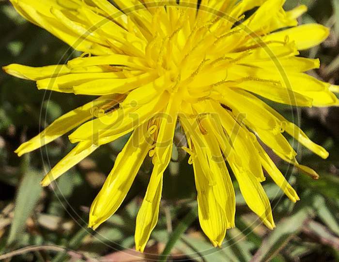 best yellow flower 🌻